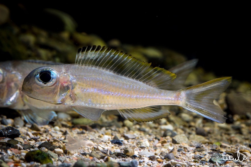 Xenotilapia ornatipinnis 'Burundi'